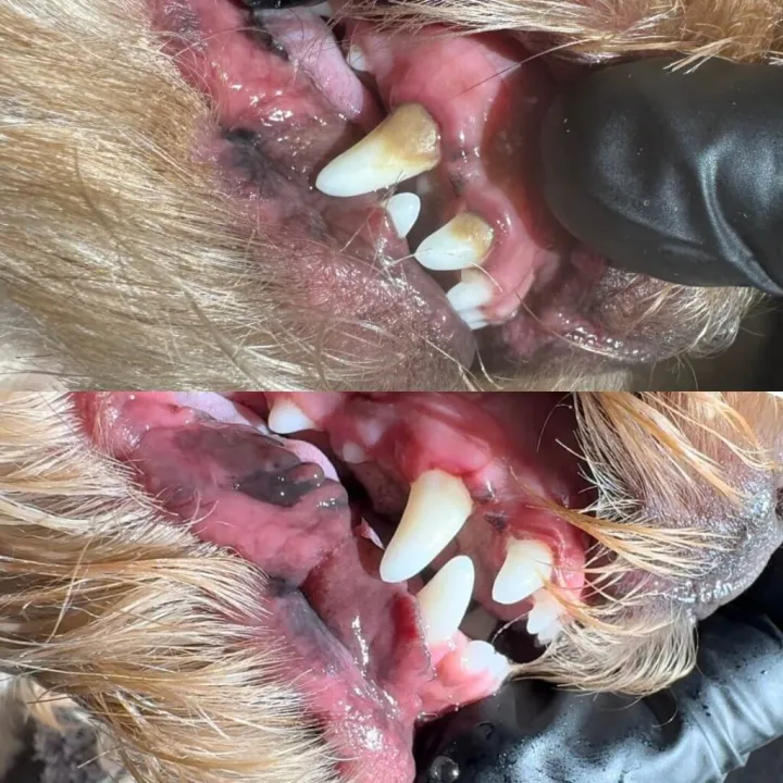 Calm Bite Before and After 1