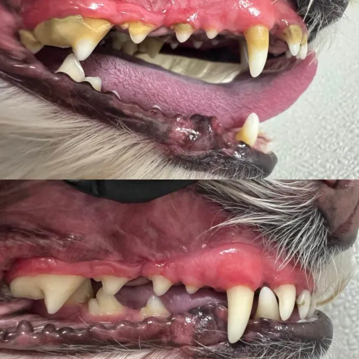 Calm Bite Before and After 2