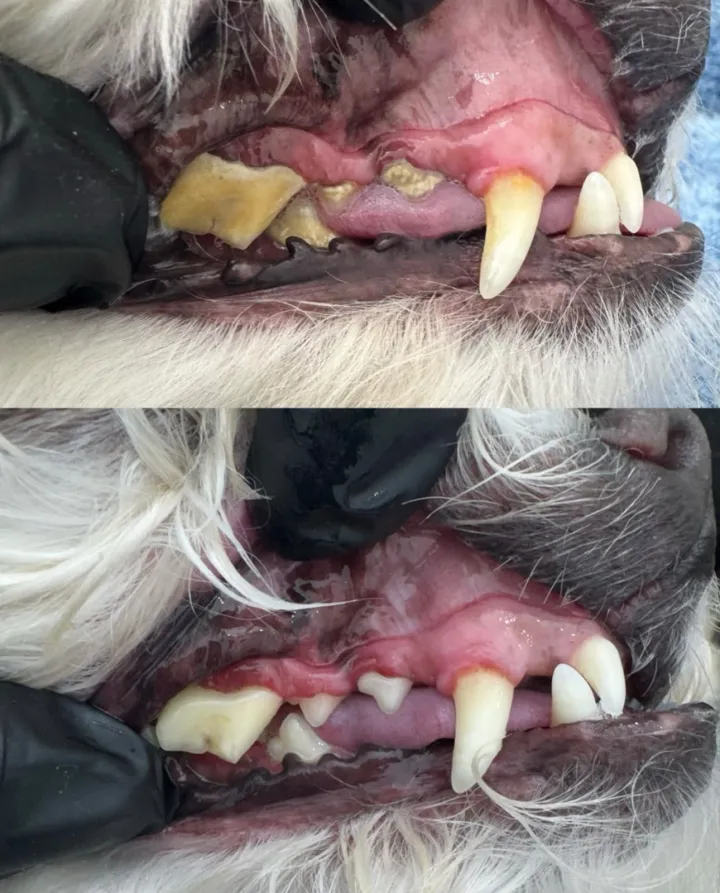 Calm Bite Before and After 3