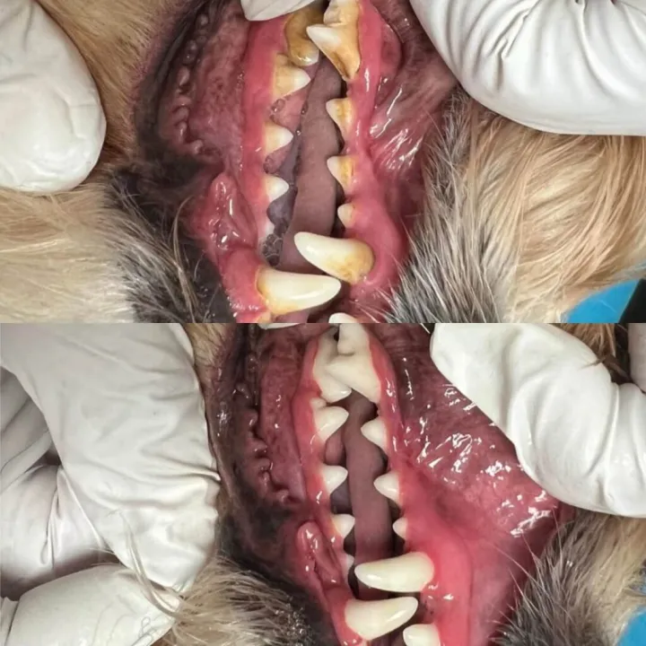 Calm Bite Before and After 4