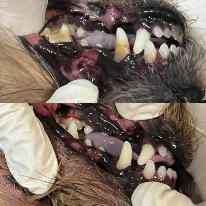 Calm Bite Before and After 5