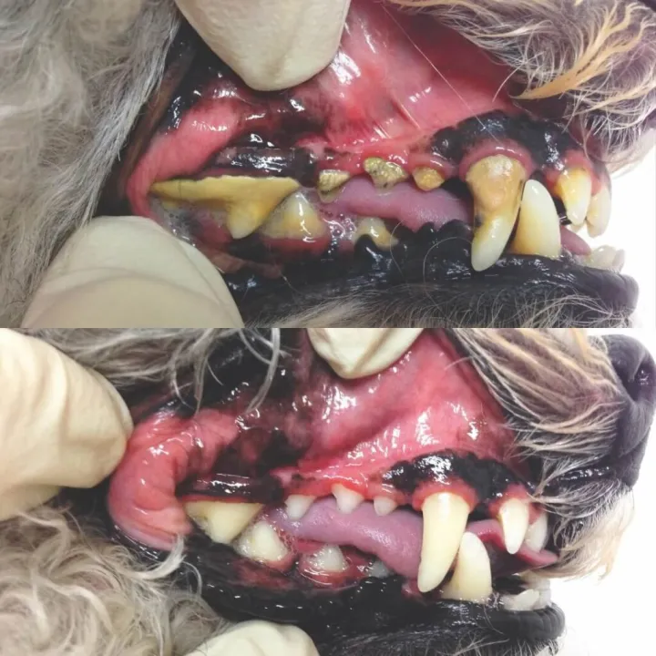 Calm Bite Before and After 6