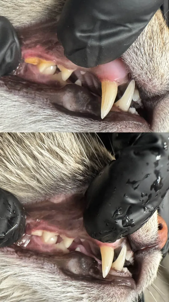 Calm Bite Before and After 7