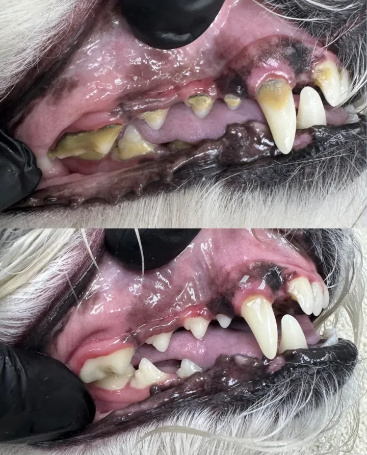 Calm Bite Before and After 8