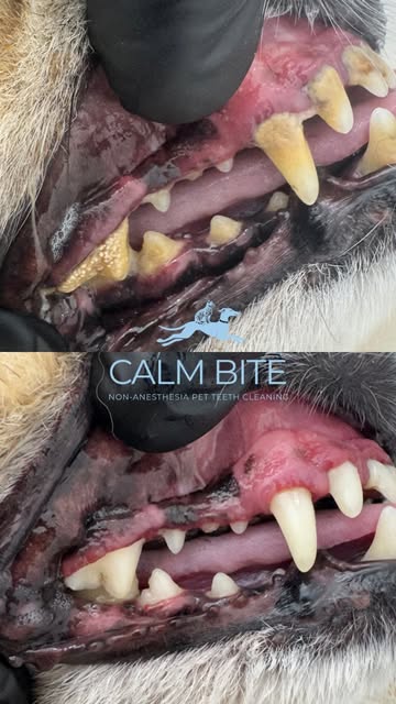 Calm Bite Instagram post
